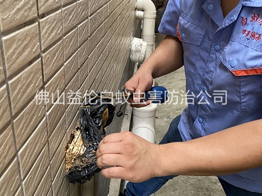 桂城建筑灭治白蚁工程