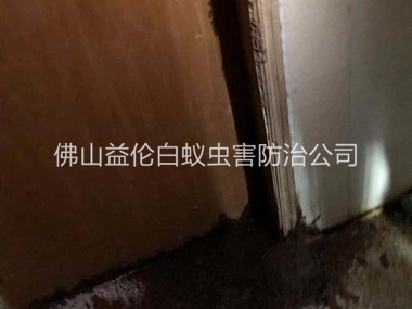 桂城房屋防治白蚁工程